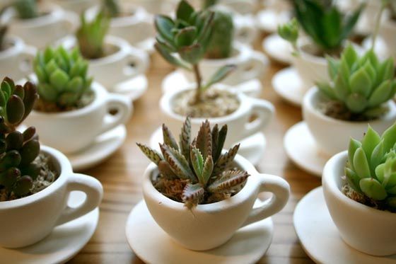 plantinhas na xícara